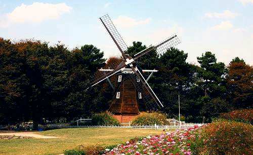 名城公園 コスモス 花徒然に