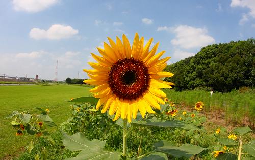 鶴舞公園 酔芙蓉 庄内緑地公園 向日葵 花徒然に